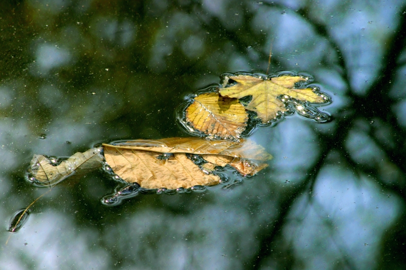 fallen leaves � Dave Hickey (hicspix)